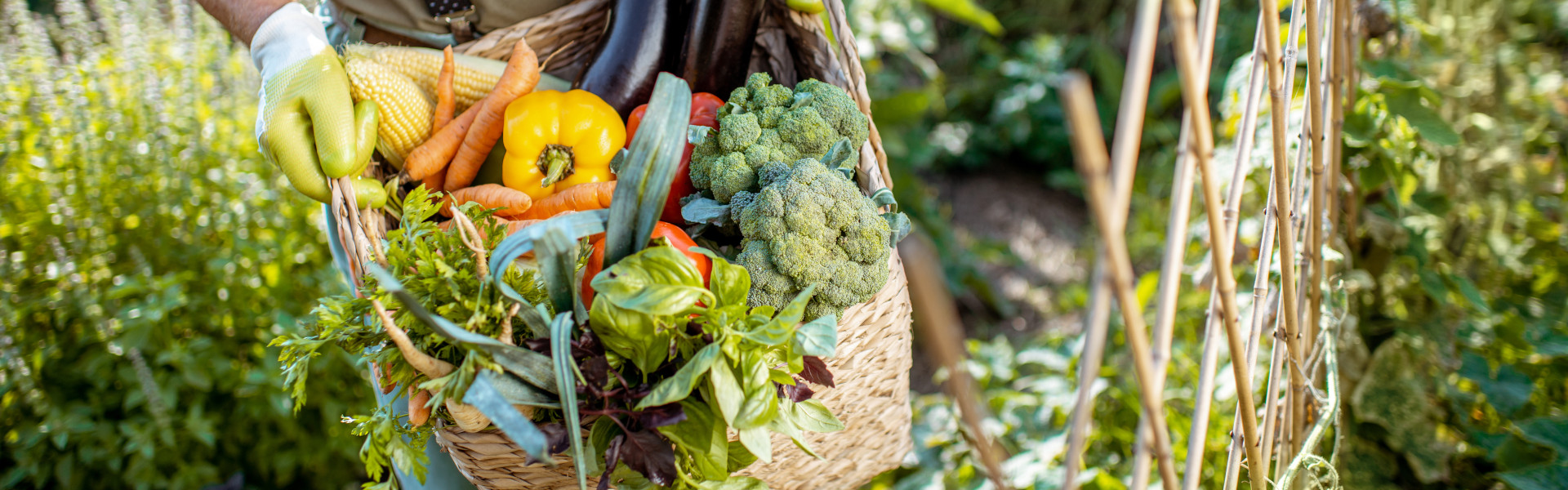 Gemüsegarten Gemüsegarten